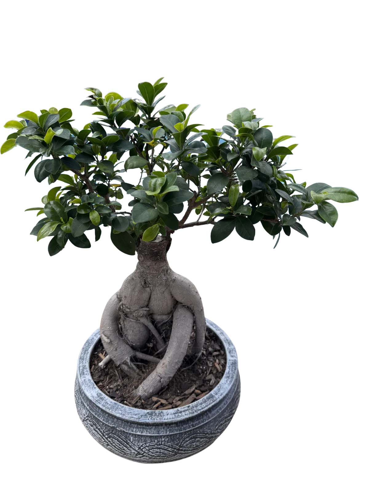 Ginseng Ficus