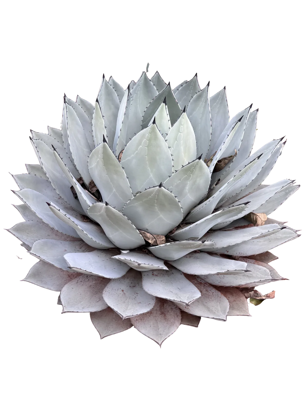 Artichoke Agave